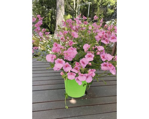 Nemesia Pflanze in Topf
