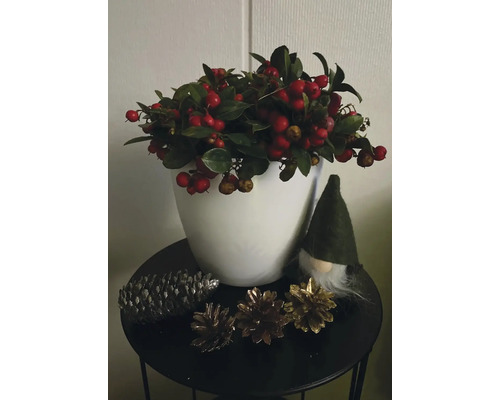 Décoration de Noël avec des baies, des pommes de pin et un gnome sur une table.