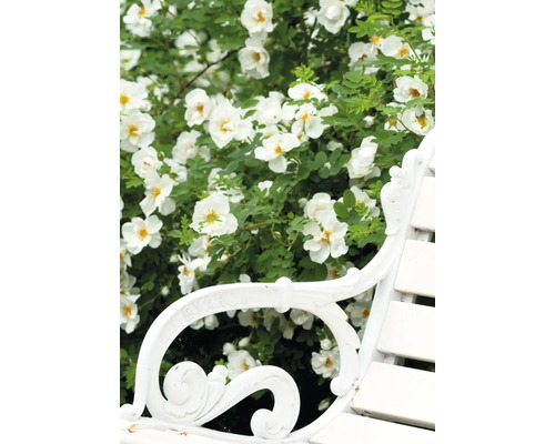 Scène avec un rosier des chiens à fleurs blanches derrière un banc de jardin