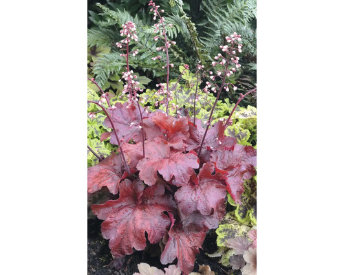 Purpurglöckchen Pflanze mit Blütenständen im Garten.