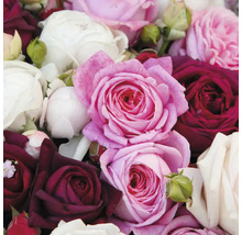 Gros plan de fleurs de roses dans différentes teintes.