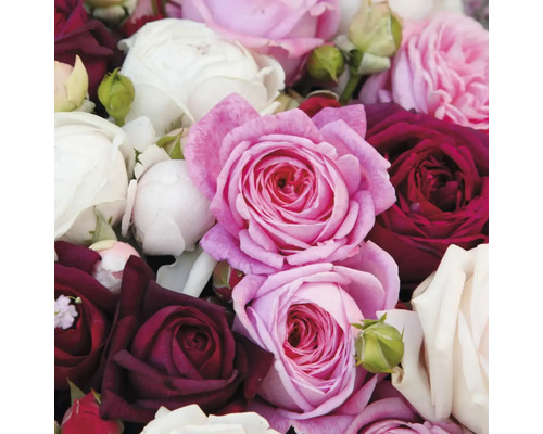 Gros plan de fleurs de roses dans différentes teintes.