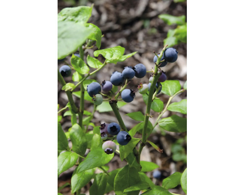 Myrtillier bio FloraSelf Bio Vaccinium Corymbosum 'Brigitta Blue‘® p 13 cm