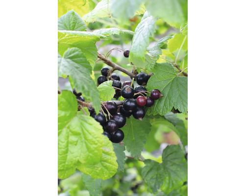 Bio Schwarze Johannisbeere FloraSelf Bio Ribes nigrum 'Ben Nevis' H 30-40 cm T 13 cm