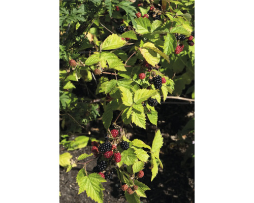 Mûrier bio FloraSelf Bio Rubus fruticosus 'Black Satin' p 13 cm, sans épines