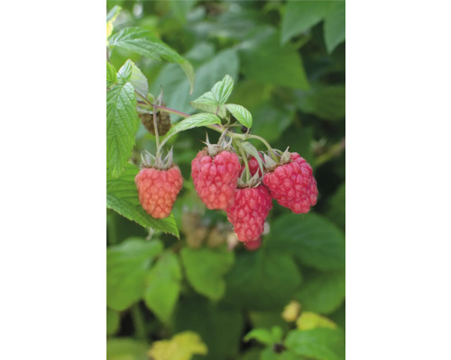 Framboisier bio FloraSelf Bio Rubus idaeus Twotimer ‚Sugana Red’® p 13 cm, récolte double