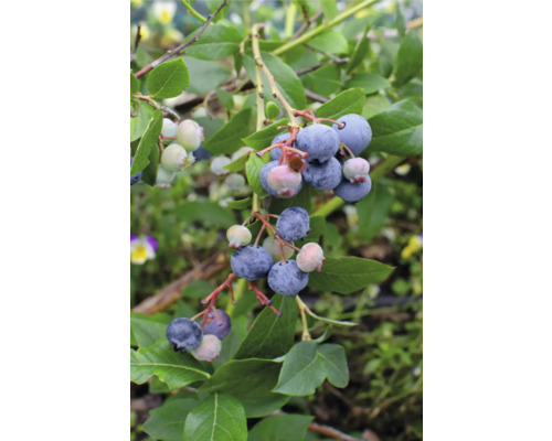 Bio Heidelbeere FloraSelf Bio Vaccinium Corymbosum ‚Little Blue Wonder‘ T 13 cm Blaubeeren wachsen an einem Strauch