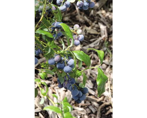 Myrtillier bio FloraSelf Bio Vaccinium Corymbosum ‚Blue Dessert’® p 13 cm