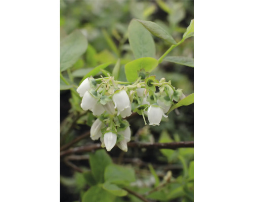 Nahaufnahme von Blaubeerblüten an einem Strauch