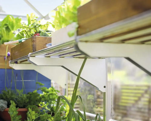 Gewächshaus Innenansicht mit Regalen und Pflanzen