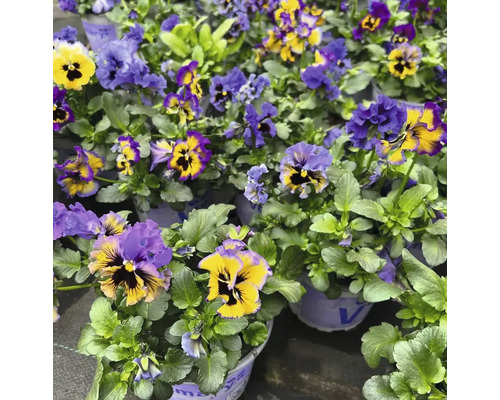 Verschiedenfarbige Stiefmütterchen in Töpfen.