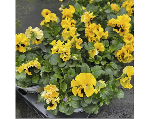 Gelbe Stiefmütterchen in Töpfen