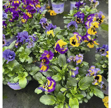 Violettes Hornveilchen mit grünen Blättern in Töpfen