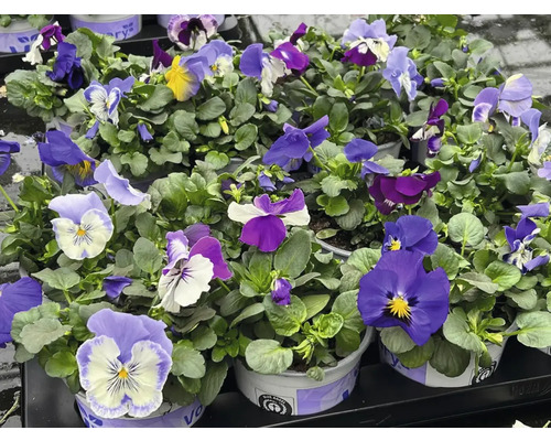 Verschiedenfarbige Stiefmütterchen in Töpfen.