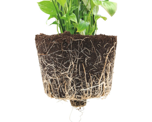 Nahaufnahme einer Zimmerpflanze mit freigelegten Wurzeln und Erde.