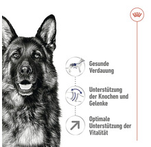 Illustration zur Unterstützung der Verdauung, der Knochen und Gelenke sowie der Vitalität für Hunde