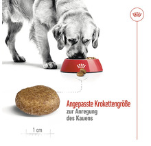 "Hund frisst Hundefutter aus einem Napf