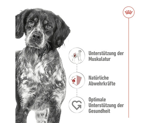 Illustration zur Unterstützung der Muskeln, der natürlichen Abwehrkräfte und der Gesundheit von Hunden