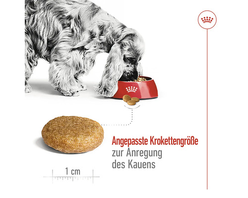 Ein Hund frisst Trockenfutter aus einem Napf. Das Futter ist rund und die Krokettengröße ist angepasst, um das Kauen anzuregen.