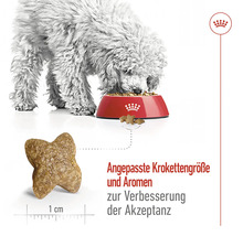 Hund frisst Trockenfutter aus einem roten Napf. Auf dem Boden liegt ein Futterstück von einem Zentimeter Größe.