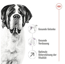 Illustration zu gesundheitlichen Vorteilen für Hunde: gesunde Gelenke, gesunde Verdauung und optimale Unterstützung der Vitalität