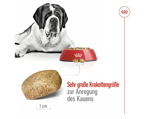 Ein Bernhardiner liegt neben einem roten Napf gefüllt mit Trockenfutter, während eine einzelne Krokette mit einem Größenhinweis von einem Zentimeter abgebildet ist.