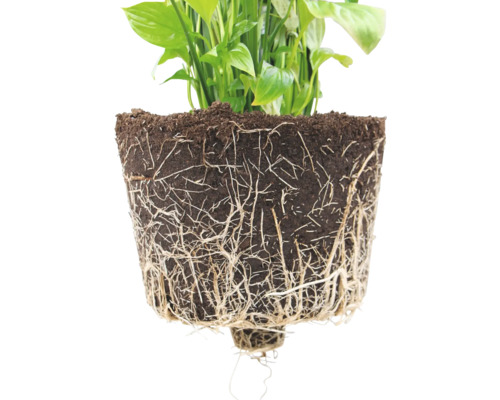 Friedenslilie Pflanze mit freiliegenden Wurzeln und Erde