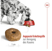Hundefutter trocken ROYAL CANIN Medium Ageing +10 15kg