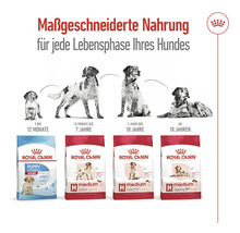 Hundefutter trocken ROYAL CANIN Medium Ageing +10 15kg
