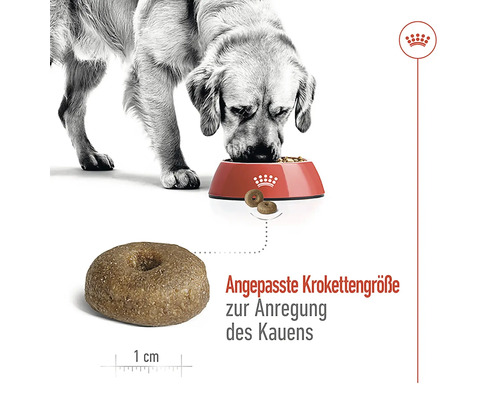 Ein Hund frisst Futter aus einer Schüssel mit angepasster Krokettengröße zur Anregung des Kauens.