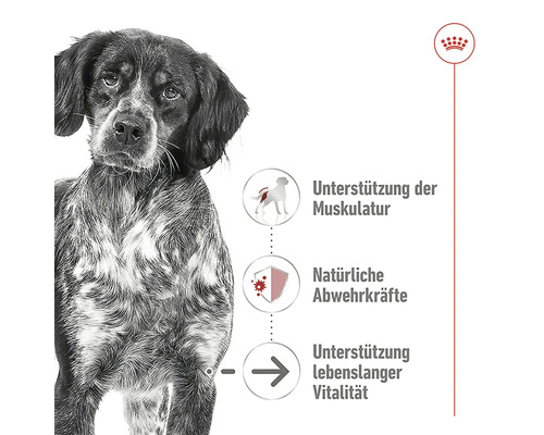 Hund zur Veranschaulichung der Produktvorteile: Unterstützung der Muskulatur, natürliche Abwehrkräfte und Unterstützung lebenslanger Vitalität.
