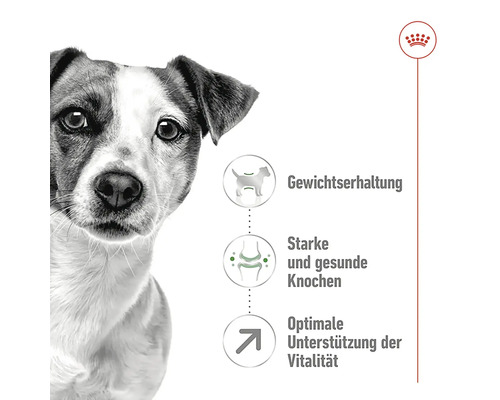 Illustration zur Gewichtserhaltung, starken Knochen und Vitalität für Hunde