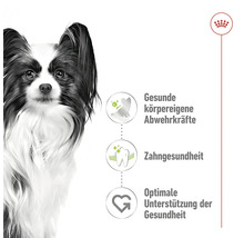 Illustration zur Unterstützung der Gesundheit, der körpereigenen Abwehrkräfte und der Zahngesundheit eines Hundes.