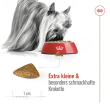 "Kleiner Hund frisst Trockenfutter aus einem Napf