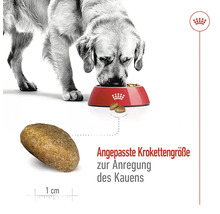 Ein Hund frisst Trockenfutter aus einem roten Napf. Die Krokettengröße ist angepasst, um das Kauen anzuregen.