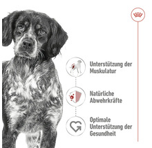 Illustration zur Unterstützung von Muskeln, natürlicher Abwehrkräfte und Gesundheit für Hunde
