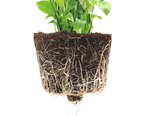 Gros plan d''une plante d''intérieur avec des racines et de la terre exposées