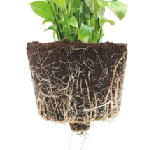 Blumentopf Ecopots Kunststoff Ø 48,2 cm 50,4 x 50,4 x 18,5 cm grau
