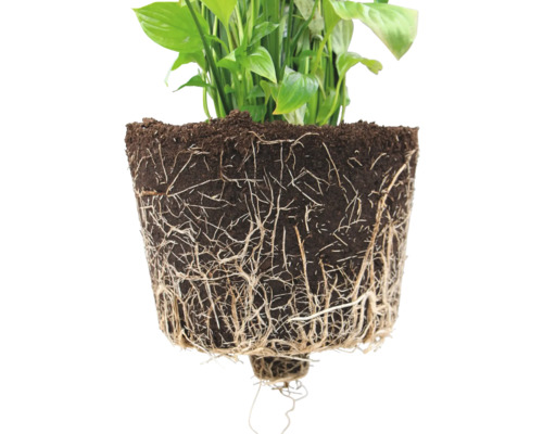 Friedenslilie mit freigelegten Wurzeln und Erde.