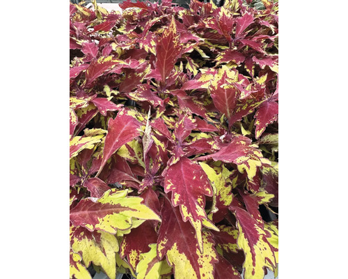 Buntnessel mit roten und gelben Blättern