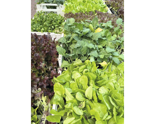 Verschiedene Salatsorten in Kisten
