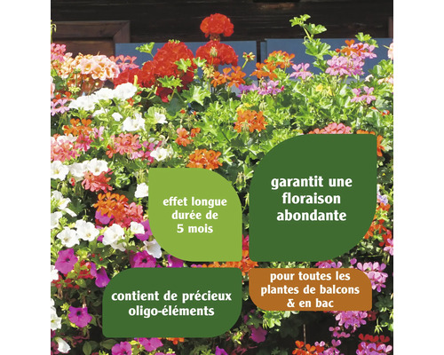 Diverses fleurs de balcon avec informations sur la longue période de floraison et les ingrédients