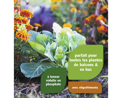 Plantes dans un parterre de jardin indiquant une aptitude particulière pour les balcons et les bacs