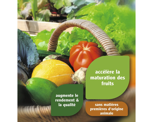 Panier de légumes avec indication de la maturation accélérée des fruits