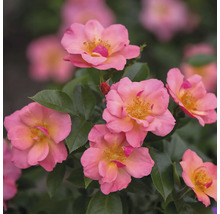 Gros plan de plusieurs roses roses avec des feuilles vertes