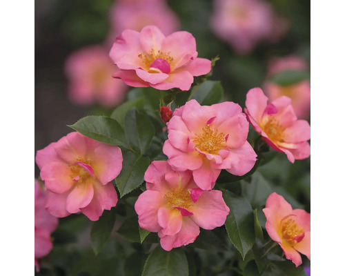 Gros plan de plusieurs roses roses avec des feuilles vertes