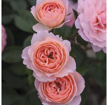 Gros plan sur des fleurs de roses rose clair