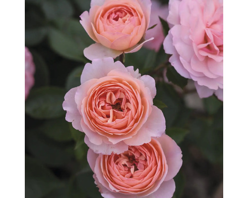 Gros plan sur des fleurs de roses rose clair