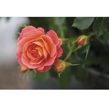 Gros plan d''une seule rose avec des boutons floraux