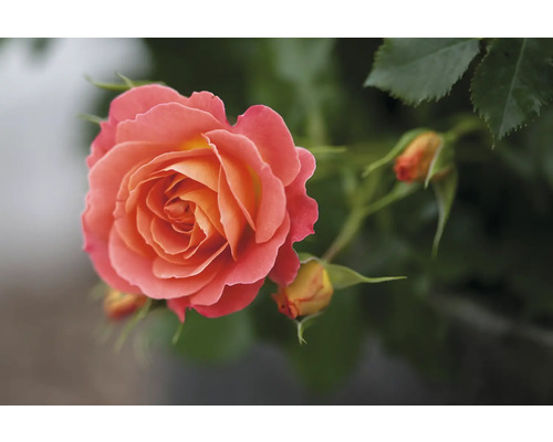 Gros plan d''une seule rose avec des boutons floraux